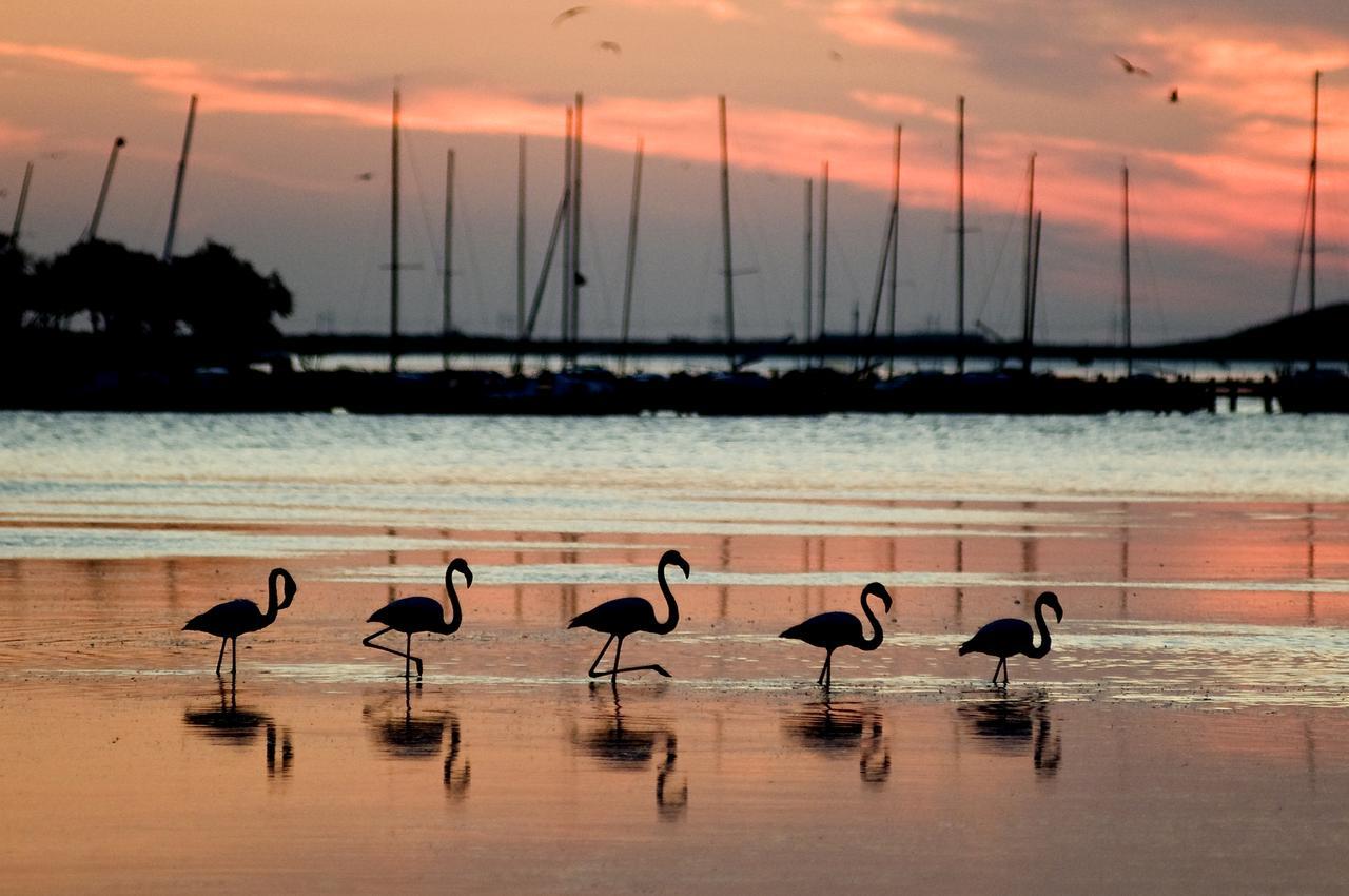 Le Flamant Rouge Guesthouse Peyriac-de-Mer Esterno foto